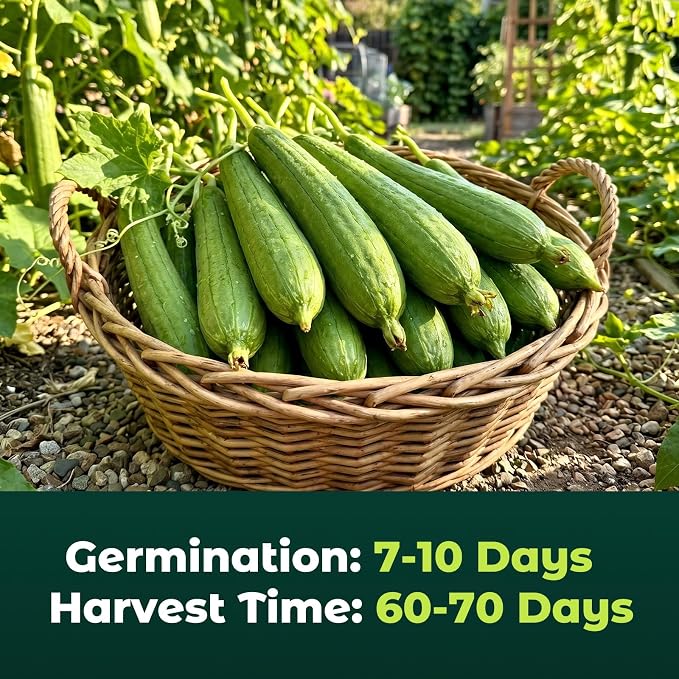 50 Heirloom Luffa Gourd Seeds for Planting – Fast-Growing Sponge Gourd, High Germination, Ideal for Home Garden & Trellis, Annual Vegetable Seeds