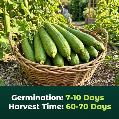 50 Heirloom Luffa Gourd Seeds for Planting – Fast-Growing Sponge Gourd, High Germination, Ideal for Home Garden & Trellis, Annual Vegetable Seeds