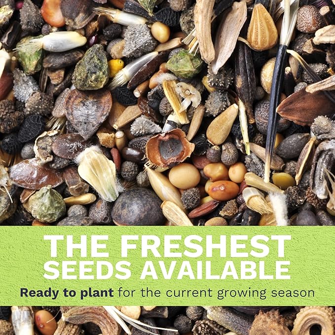 Southeast Regional Mix - Bulk 1/4 Pound Pouch - 48,000 Flower Seeds for Planting - Wildflower Mix