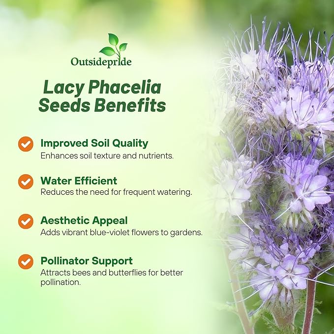 Outsidepride Lacy Phacelia Seeds for Planting - 1/4 Lb Annual, Drought-Tolerant Wildflower Seeds with Light Violet Flowers, Ideal for Pollinator Gardens, Erosion Control, & Attracts Bees & Butterflies
