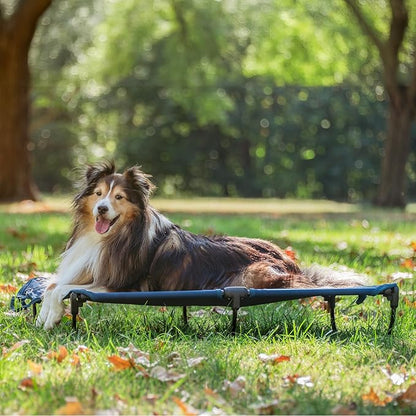 Daisy Cot, Medium Foldable Elevated Dog Bed, Portable Raised Outdoor Folding Dog Cot, Cooling, Chew Proof, Waterproof, Heavy Duty Up to 160 Lbs for Camping/Home, Dark Blue, 32"x 19"x6"