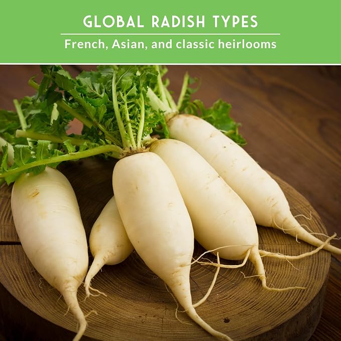 Radish Seeds Variety Pack – 5 Packets | Heirloom Non-GMO Radishes for Planting: Daikon, Watermelon, Purple Plum, French Breakfast & Champion – Survival Garden Seeds