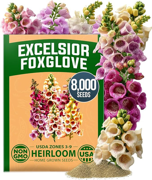 HOME GROWN Foxglove Seeds Mix 8000 (0.8g) Excelsior 2026 Spring for Planting Flower Seeds – Mixed Colors Wildflowers Bulk, Perennial Flower Seeds Packets, Cottage Garden (Digitalis purpurea)