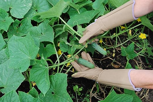 Magid Glove & Safety Professional Rose Pruning Thorn Resistant Gardening Gloves with Long Forearm Protection for Women (BE195TS) - Puncture Resistant, Small (1 Pair)