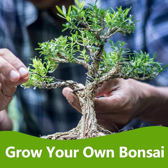 Bonsai Tree Kit, Bonsai Starter Kit with Seeds & Tools, Tree Live Plants Indoor, Gardening Gifts for Women Men Mom Father Plant Lover, Birthday Gifts for Women, Father Day Gifts