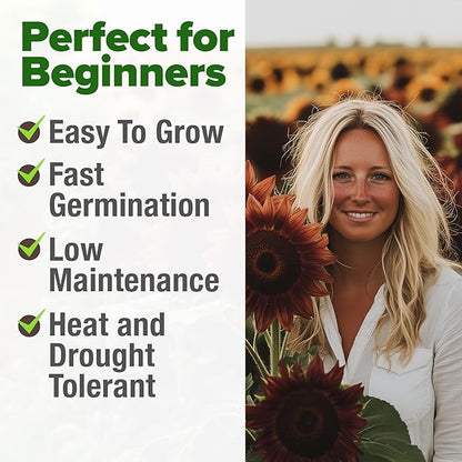 HOME GROWN Chocolate Cherry Sunflower Seeds – 150 Heirloom Non-GMO Seeds – Burgundy Sunflowers for Planting – Tall Garden Flowers That Attract Pollinators & Butterflies (Helianthus annuus)