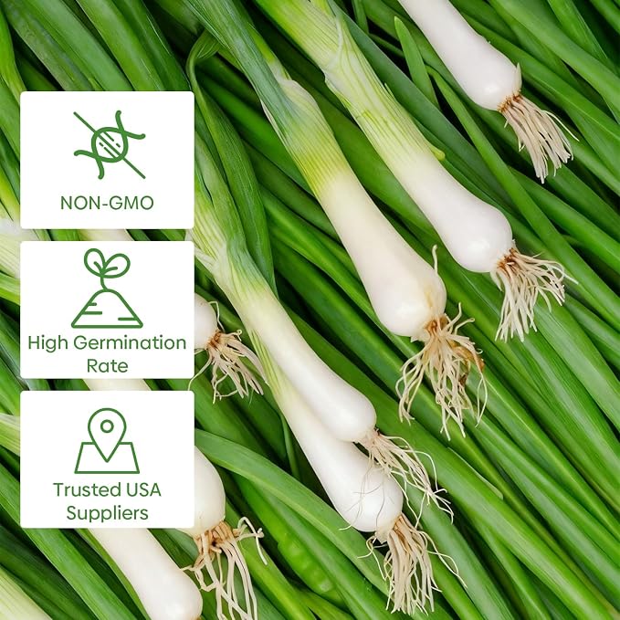 Groundio Heshiko Japanese Bunching Green Onion Seeds, Non-GMO Heirloom, Mild Flavor Scallions for Cooking, High Yield Kitchen Garden Indoors & Outdoors (Allium fistulosum)
