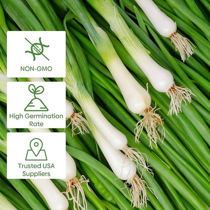 Groundio Heshiko Japanese Bunching Green Onion Seeds, Non-GMO Heirloom, Mild Flavor Scallions for Cooking, High Yield Kitchen Garden Indoors & Outdoors (Allium fistulosum)