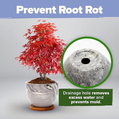 Bonsai Tree Growing Kit 2-Pack – Premium Ceramic Starter Set + 4 Bonsai Trees Variety Kit – Unique DIY Gardening Gift for Men, Women, Beginners & Nature Lovers – Indoor Plant Hobby & Gift Idea