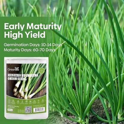 Groundio Heshiko Japanese Bunching Green Onion Seeds, Non-GMO Heirloom, Mild Flavor Scallions for Cooking, High Yield Kitchen Garden Indoors & Outdoors (Allium fistulosum)