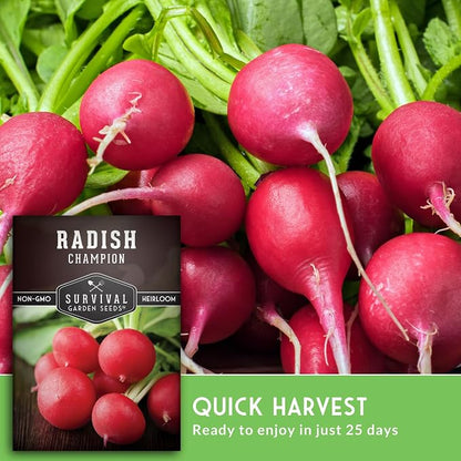 Champion Radish Seeds for Planting – Fast Growing Heirloom for Spring & Fall Gardens – Large Round Red Radishes, White Flesh – Heat & Cool Weather Hardy – Survival Garden Seeds (2 Packs)