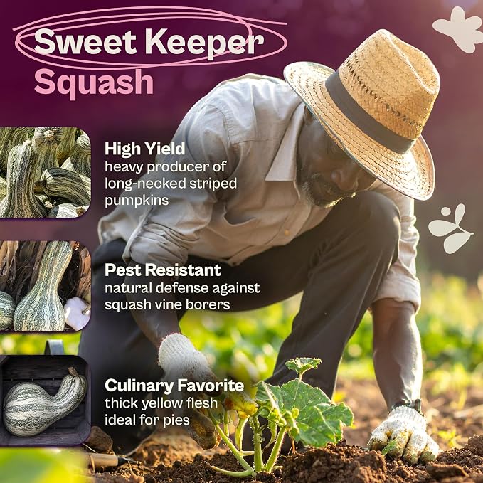 SVI 35 Cushaw Green Striped Pumpkin Seeds (Cucurbita mixta) – Cushaw Squash, Non GMO Winter Squash Seed Packets – Heirloom Vegetable Seeds for Planting Outdoors in Home Garden & Raised Beds