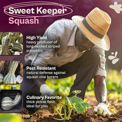 SVI 35 Cushaw Green Striped Pumpkin Seeds (Cucurbita mixta) – Cushaw Squash, Non GMO Winter Squash Seed Packets – Heirloom Vegetable Seeds for Planting Outdoors in Home Garden & Raised Beds