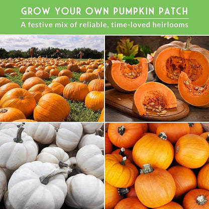 Pumpkin Seeds 4 Variety Pack for Planting – Small Sugar, Jack O’ Lantern, Fairytale & Casper Heirloom Non-GMO Pumpkin Seed Collection | Survival Garden Seeds
