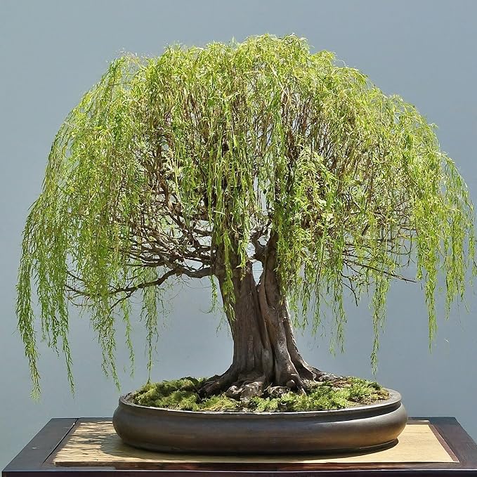 Willow Bonsai Tree Bundle - 4 Types of Exotic Willow to Bonsai - Dragon Claw, Chinese Weeping, Austraulian, Yellow Flame