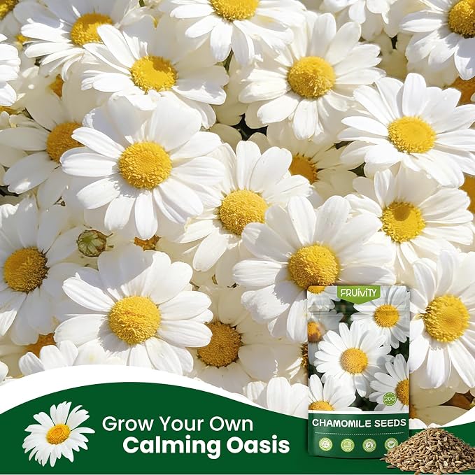 2300+ German Chamomile Seed Pack, Perennial Seeds for Planting, Herb Seed to Plant, Easy to Grow, High Germination, for Home Garden Indoor Outdoor