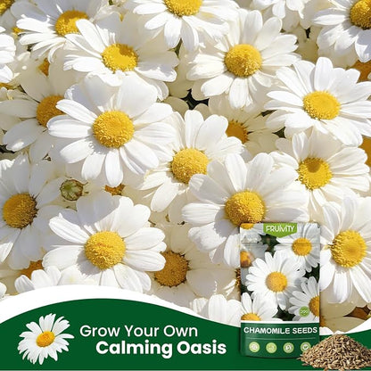 2300+ German Chamomile Seed Pack, Perennial Seeds for Planting, Herb Seed to Plant, Easy to Grow, High Germination, for Home Garden Indoor Outdoor