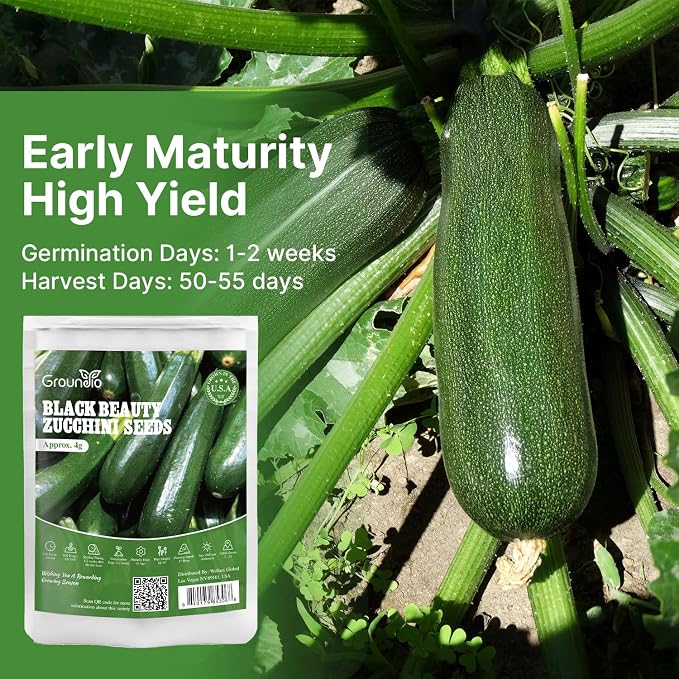 Groundio Black Beauty Zucchini Seeds, Non-GMO Heirloom Seeds, High Germination Bush Plants Produce Dark Green Tender Zucchinis, High Yield Crop for Home Vegetable Garden