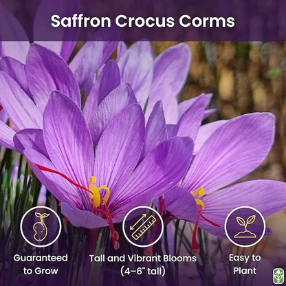 20 Saffron Sativus Crocus Corms - Premium Quality Saffron Bulbs for Planting with Comprehensive Growing Instructions