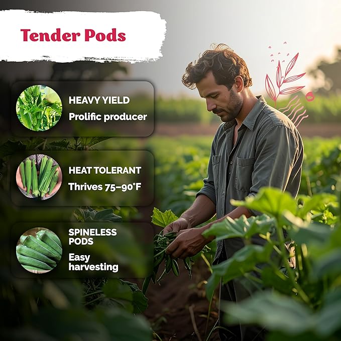 KVITER 125 Clemson Spineless 80 Okra Seeds for Planting (Abelmoschus esculentus) – Heirloom Okra, Spineless Pods, Heavy Yields – Vegetable Seeds to Plant in Outdoor Garden