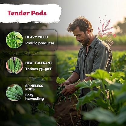 KVITER 125 Clemson Spineless 80 Okra Seeds for Planting (Abelmoschus esculentus) – Heirloom Okra, Spineless Pods, Heavy Yields – Vegetable Seeds to Plant in Outdoor Garden