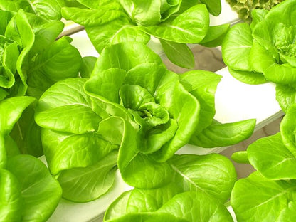 500 Buttercrunch Lettuce Seeds for Planting - Heirloom Non-GMO Vegetable Seeds for Planting - Hydroponics - Microgreens - AKA Butterhead, Boston, Bibb Lactuca Sativa
