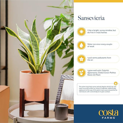 Costa Farms Snake Plant, Live Plant in Decorative Pot, Easy to Maintain, Air Purifying Succulent Indoor Houseplant Assorted Variety, Home, Room, or Office Décor, 12-20 Inches Tall