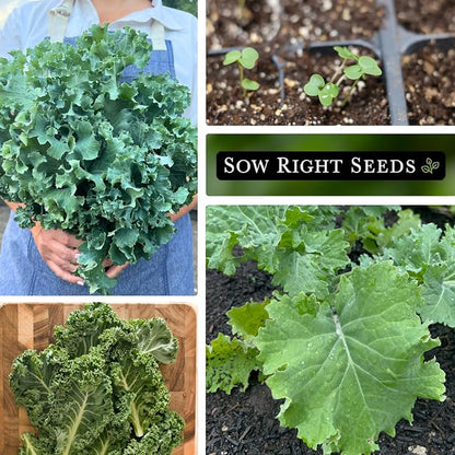 Sow Right Seeds - Dwarf Siberian Improved Kale Seed for Planting - Non-GMO Heirloom Packet with Instructions to Plant a Home Vegetable Garden - Very Nutritious Superfood - Classic Variety (2)