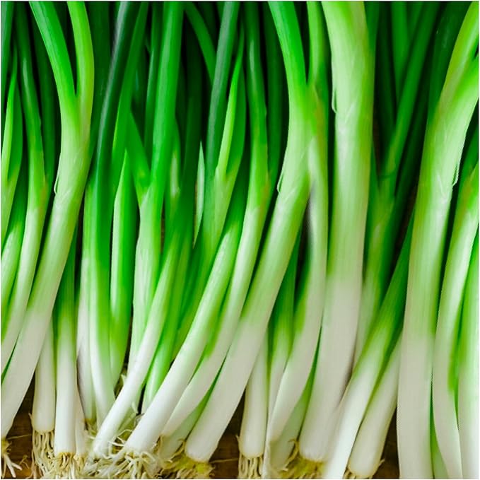 Seeds Japanese Green Onions Tokyo 300+ Seeds for Planting Bunching Onions Perennial