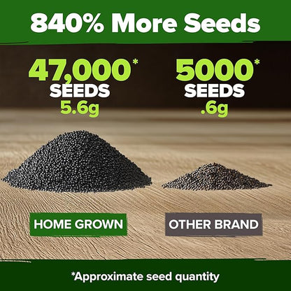 HOME GROWN Moss Rose Seeds 47,000+(Bulk Pack) Annual Flower for Ground Cover - Heirloom Non-GMO Portulaca Seeds for Planting Outdoors - Great for Low-Maintenance Gardens (Portulaca grandiflora)
