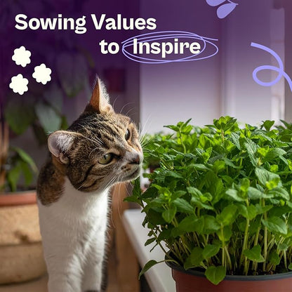 SVI 2500 Catnip Seeds (Nepeta cataria) – Catmint, Best Catnip for Cats Seed Packets, Heirloom Cat Nip Herb Seeds – Outdoor & Indoor Herb Garden, Containers, Herbs Beds