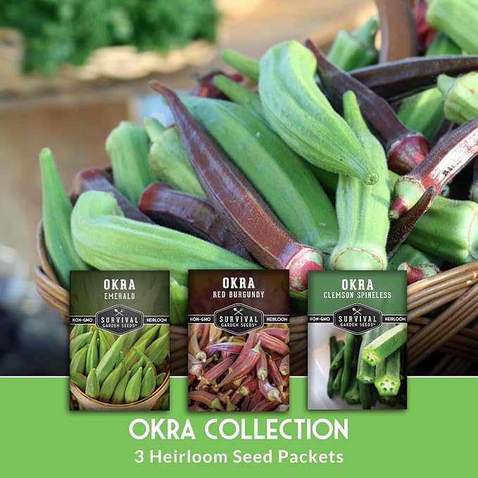 Okra Seeds Collection for Planting - 3 Heirloom Okras: Clemson Spineless, Red Burgundy, & Emerald Green Varieties - Non-GMO Vegetable Garden Variety Pack for Outdoor Growing - Survival Garden Seeds