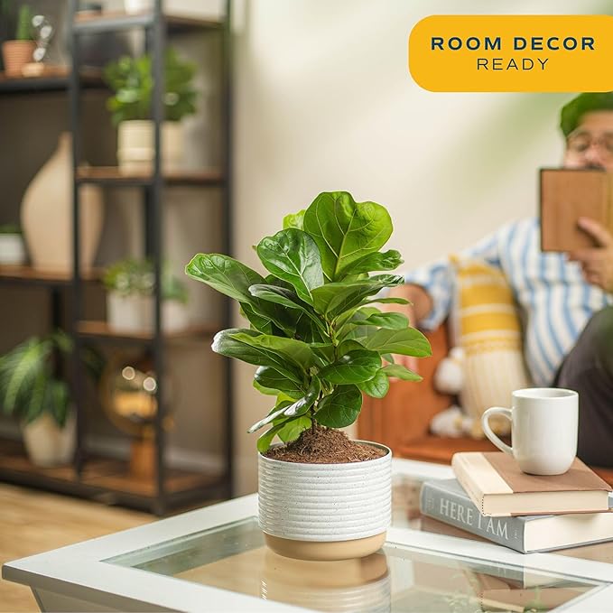 Costa Farms Baby Fiddle Leaf Fig Live Plant in Decorative Pot, Indoor Houseplant, Perfect for Home, Room, or Office Decor, Great House Warming or Birthday Gift, 12-18 Inches Tall