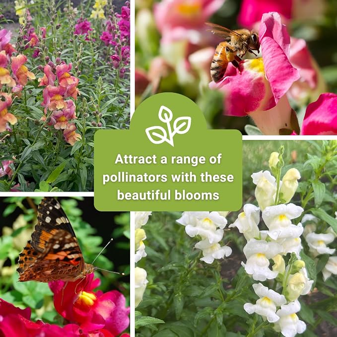 Sow Right Seeds - Large Mix Snapdragon Seeds for Planting - Non-GMO Heirloom - Vibrant, Hardy Snap Dragons for Garden & Planter Boxes - Easy to Grow - Perfect for Border Planting & Cut Flowers (1)