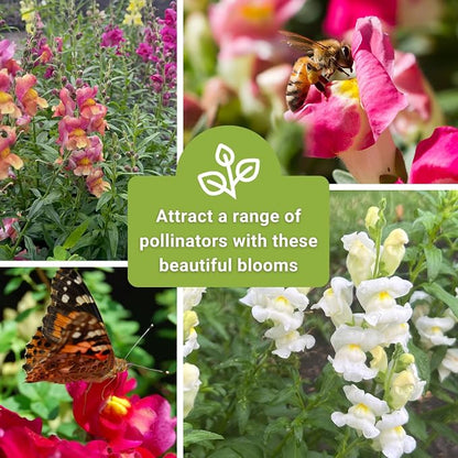 Sow Right Seeds - Large Mix Snapdragon Seeds for Planting - Non-GMO Heirloom - Vibrant, Hardy Snap Dragons for Garden & Planter Boxes - Easy to Grow - Perfect for Border Planting & Cut Flowers (1)