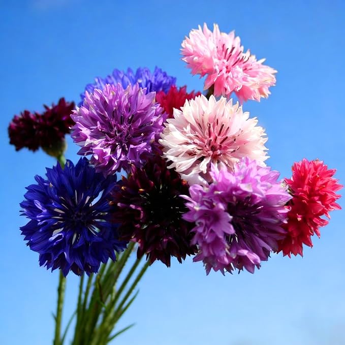 Mix Cornflower Seeds for Planting, 518+pcs Rare Perennial Double Dwarf Cornflower Flower Seeds Plants, Heirloom Non-GMO Hummingbirds Open Pollinated Wildflowers for Home Garden Outdoors