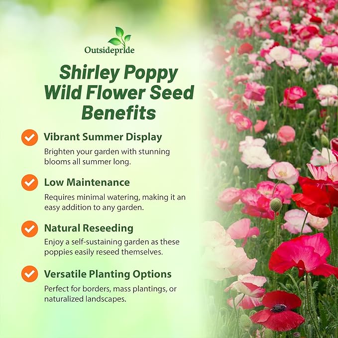 Outsidepride Shirley Poppy Seeds for Planting - 1 lb Annual, Drought-Tolerant & Easy to Grow Wildflower Seeds with Vibrant Mix Blooms for Landscaping, & Pollinator Garden