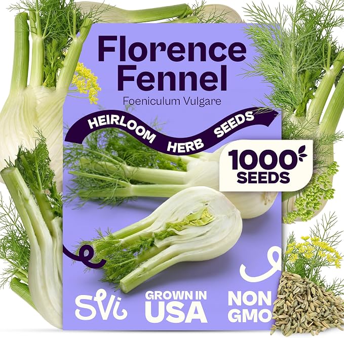 SVI 1000 Florence Fennel Seeds (Foeniculum vulgare) – Sweet Fennel Seed Packets Bulk Natural Herbs – Open Pollinated Heirloom Herb Seeds, Full Sun Outdoor Herb Garden & Indoor Herbs, Containers