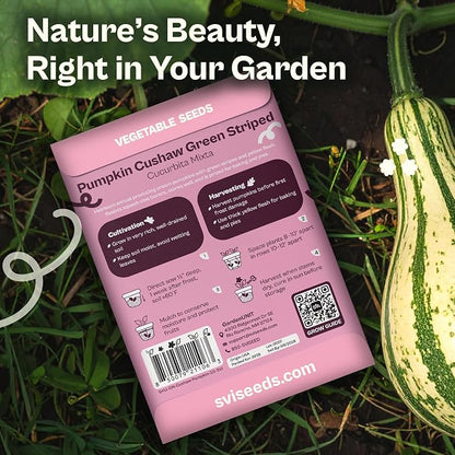 SVI 35 Cushaw Green Striped Pumpkin Seeds (Cucurbita mixta) – Cushaw Squash, Non GMO Winter Squash Seed Packets – Heirloom Vegetable Seeds for Planting Outdoors in Home Garden & Raised Beds