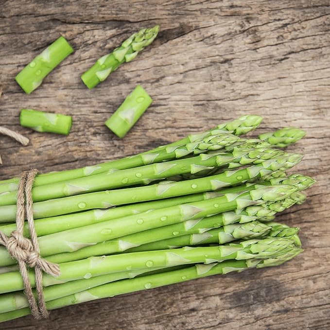 Millennium Asparagus Roots - Cold Hardy and Exceptionally High Yields - 2yr Asparagus Crowns from Hand Picked Nursery (25)