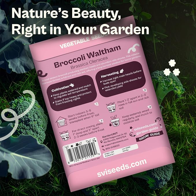 SVI 1000 Waltham Broccoli Seeds (Brassica oleracea) – Waltham 29 Broccoli Seed Packets, Brassica Seed – Cool Season Heirloom Vegetable Seeds for Outdoors, Vegetable Garden
