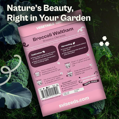 SVI 1000 Waltham Broccoli Seeds (Brassica oleracea) – Waltham 29 Broccoli Seed Packets, Brassica Seed – Cool Season Heirloom Vegetable Seeds for Outdoors, Vegetable Garden