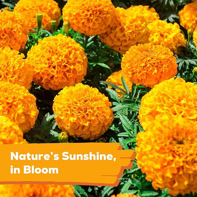 Tri-Color French Marigold Seeds for Planting – 4OZ 38,000+ Open-Pollinated Flower Seeds to Plant, High Germination Rate, Fast Blooming for Gardens, Containers & Companion Planting