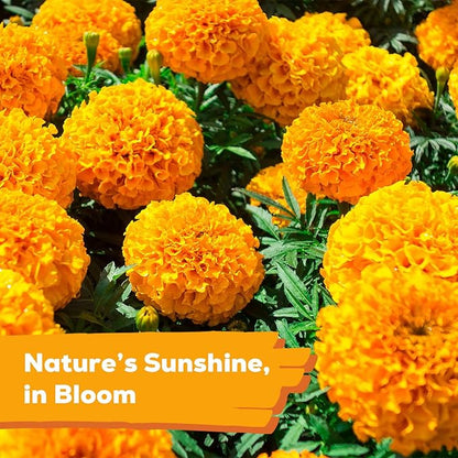 Tri-Color French Marigold Seeds for Planting – 4OZ 38,000+ Open-Pollinated Flower Seeds to Plant, High Germination Rate, Fast Blooming for Gardens, Containers & Companion Planting