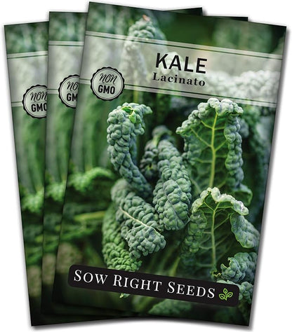 Sow Right Seeds - Lacinato Kale Seed for Planting - Non-GMO Heirloom Packet with Instructions to Plant a Home Vegetable Garden - Very Nutritious Superfood, Grow This Dinosaur Variety (3)