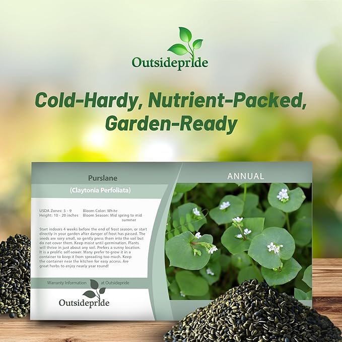 Outsidepride Winter Purslane Seeds for Planting - 10,000 Pcs Annual, Easy to Grow, Vitamin-Rich & Drought Tolerant Succulent Seeds for Culinary, Xeriscaping, Containers & Hanging Baskets