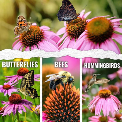 Seed Needs Purple Coneflower Seeds to Plant Echinacea Flowers 1 Pack