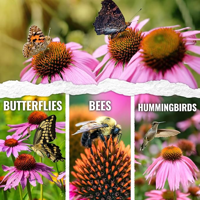 Seed Needs Purple Coneflower Seeds to Plant Echinacea Flowers 2 Packs