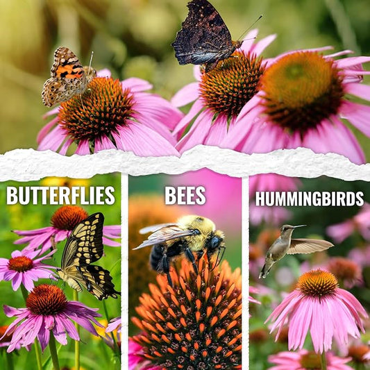 Seed Needs Purple Coneflower Seeds to Plant Echinacea Flowers 2 Packs