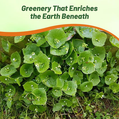 Outsidepride Winter Purslane Seeds for Planting - 10,000 Pcs Annual, Easy to Grow, Vitamin-Rich & Drought Tolerant Succulent Seeds for Culinary, Xeriscaping, Containers & Hanging Baskets